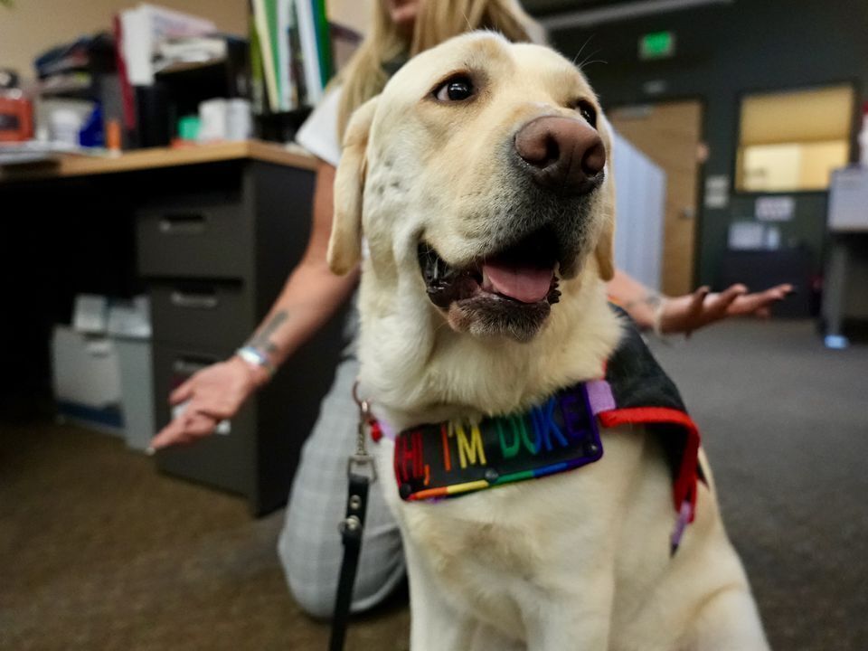 US-NEWS-WOULDBE-SHOW-DOG-FINDS-HIS-11-PO.jpg